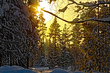 Image showing Forest winter in rays of setting sun