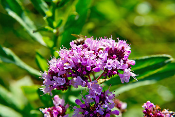 Image showing Oregano in the green grass