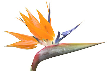 Image showing Crane Flower or Bird of Paradise