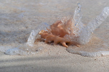 Image showing Flared and pronged Spider conch Seashell