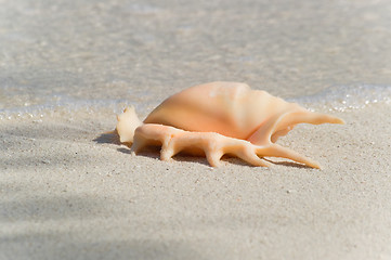 Image showing Flared and pronged Spider conch Seashell