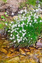 Image showing Eriophorum angustifolium on river bank