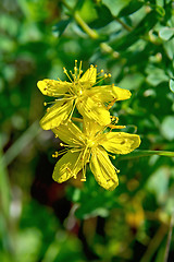 Image showing Hypericum flower in the grass