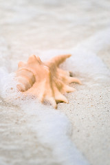 Image showing Flared and pronged Spider conch Seashell