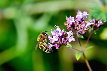 Image showing Bee on flower oregano
