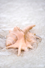 Image showing Flared and pronged Spider conch Seashell