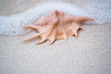 Image showing Flared and pronged Spider conch Seashell