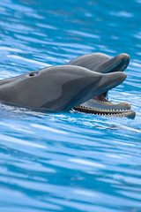 Image showing Whistling Bottlenose Dolphins