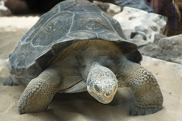 Image showing Giant Tortoises