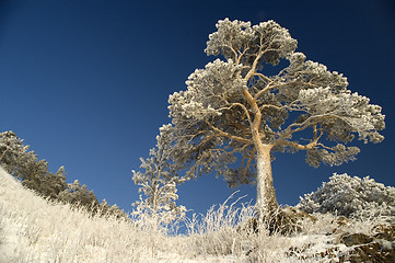 Image showing Snowy winter tree.