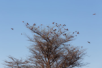 Image showing large nesting colony of Nothern Carmine Bee-eater