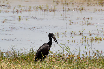 Image showing African Openbill in Chobe