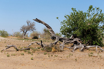 Image showing wild african landscape, Chobe national park