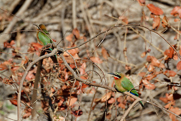 Image showing White fronted Bee-eater on tree