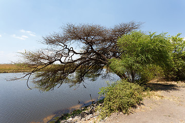 Image showing Chobe river Botswana