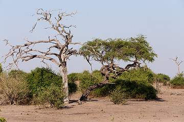 Image showing wild african landscape, Chobe national park