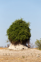 Image showing termite mound overgrown with green bush