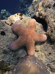 Image showing Big orange Granulated sea star lying on seabed