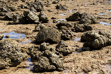 Image showing coral in low tide, indonesia