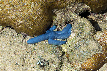 Image showing blue starfish in low tide, indonesia