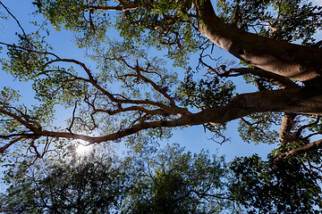 Image showing treetop in chobe, Botswana