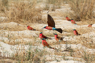 Image showing large nesting colony of Nothern Carmine Bee-eater