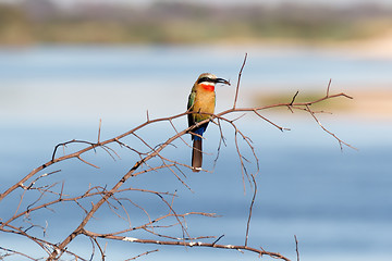 Image showing White fronted Bee-eater on tree