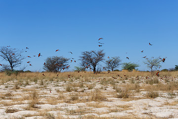 Image showing large nesting colony of Nothern Carmine Bee-eater