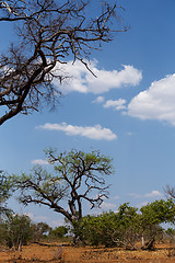 Image showing wild african landscape, Chobe national park