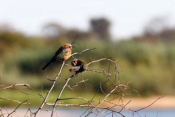 Image showing White fronted Bee-eater on tree