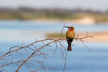 Image showing White fronted Bee-eater on tree