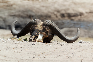 Image showing buffalo skull in african desert