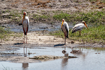 Image showing Yellow billed storks and crocodyle in Chobe