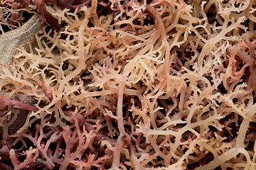 Image showing Seaweed farmed along the coast