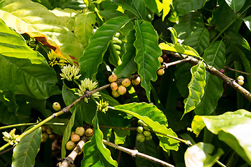 Image showing raw coffe plant in agricultural farm