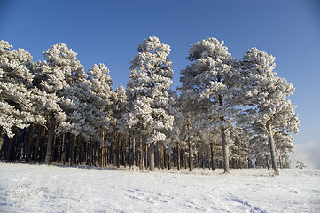 Image showing Snow winter trees.