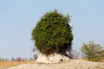 Image showing termite mound overgrown with green bush
