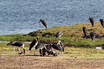 Image showing Marabou storks