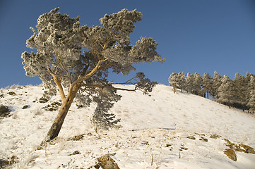 Image showing Snowy winter tree.