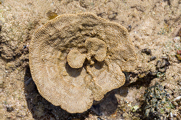 Image showing coral like flower in low tide, indonesia