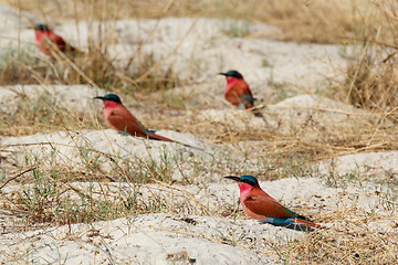 Image showing large nesting colony of Nothern Carmine Bee-eater