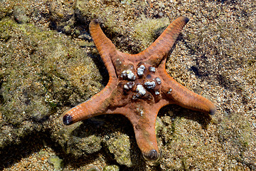 Image showing starfish in low tide, indonesia