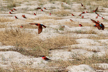 Image showing large nesting colony of Nothern Carmine Bee-eater