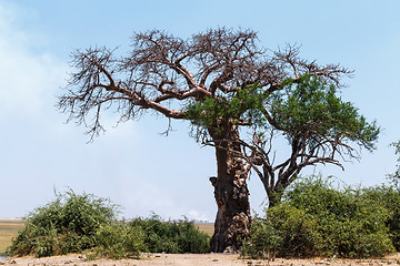 Image showing majestic baobab tree