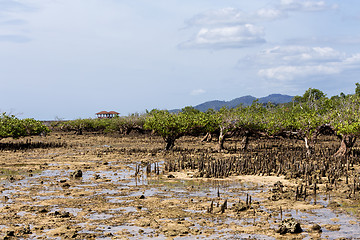Image showing mangrove tree North Sulawesi, Indonesia