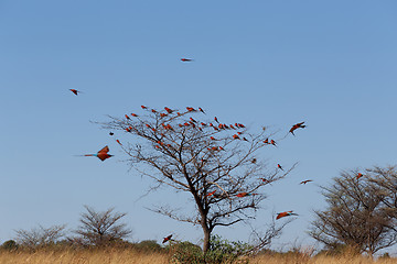 Image showing large nesting colony of Nothern Carmine Bee-eater