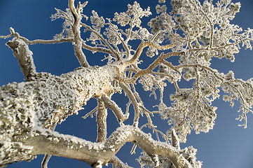 Image showing Snowy winter tree.