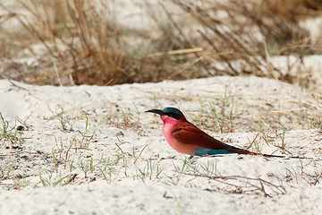 Image showing large nesting colony of Nothern Carmine Bee-eater