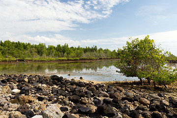 Image showing Indonesian landscape with mangrove and walkway