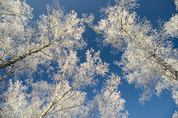 Image showing Cold winter day, beautiful hoarfrost and rime on trees